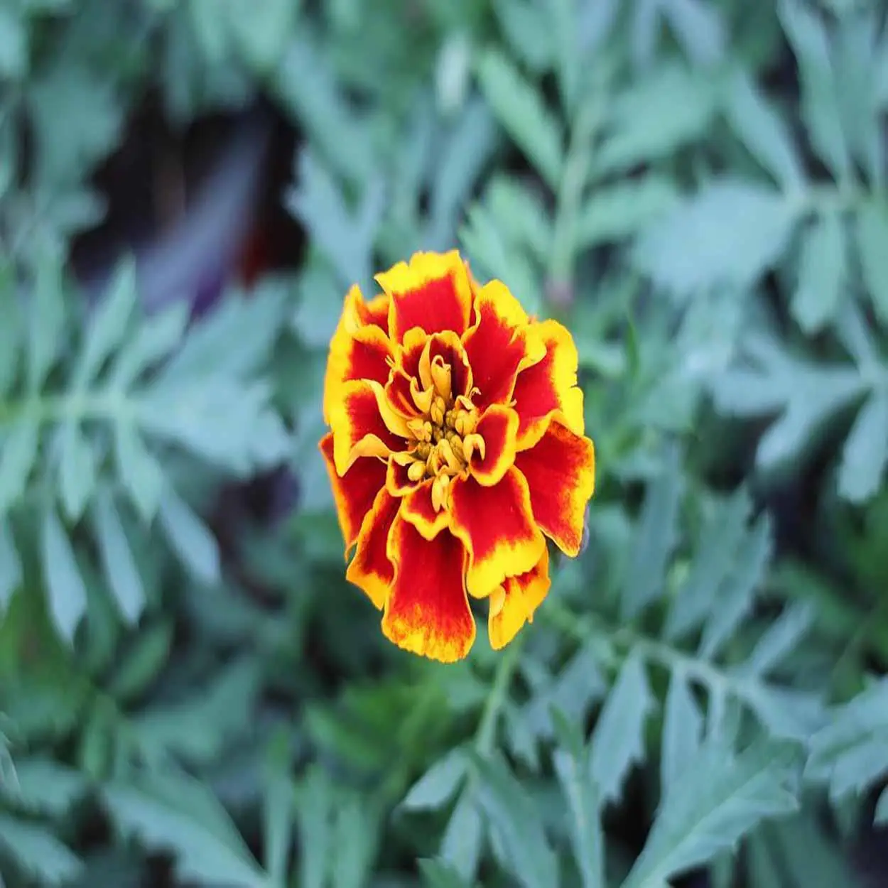 flores comestíveis dicas de receitas