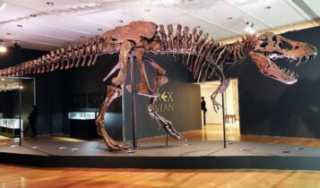 fóssil de T-Rex
