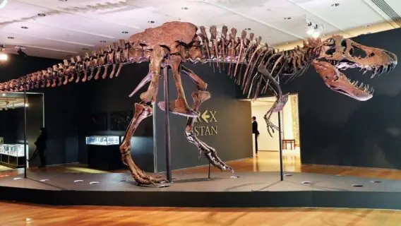 Fóssil de T-Rex é leiloado por US$ 31,8 milhões