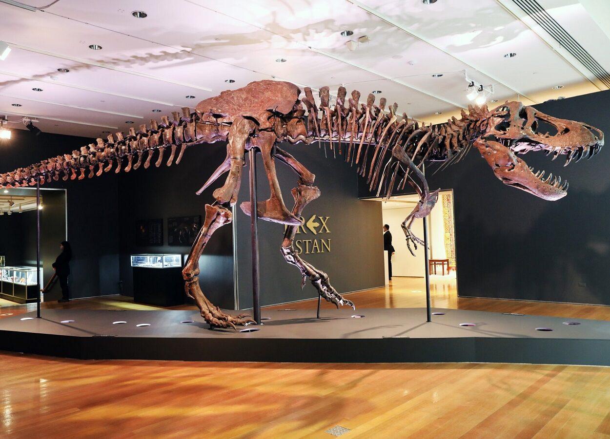 fóssil de T-Rex