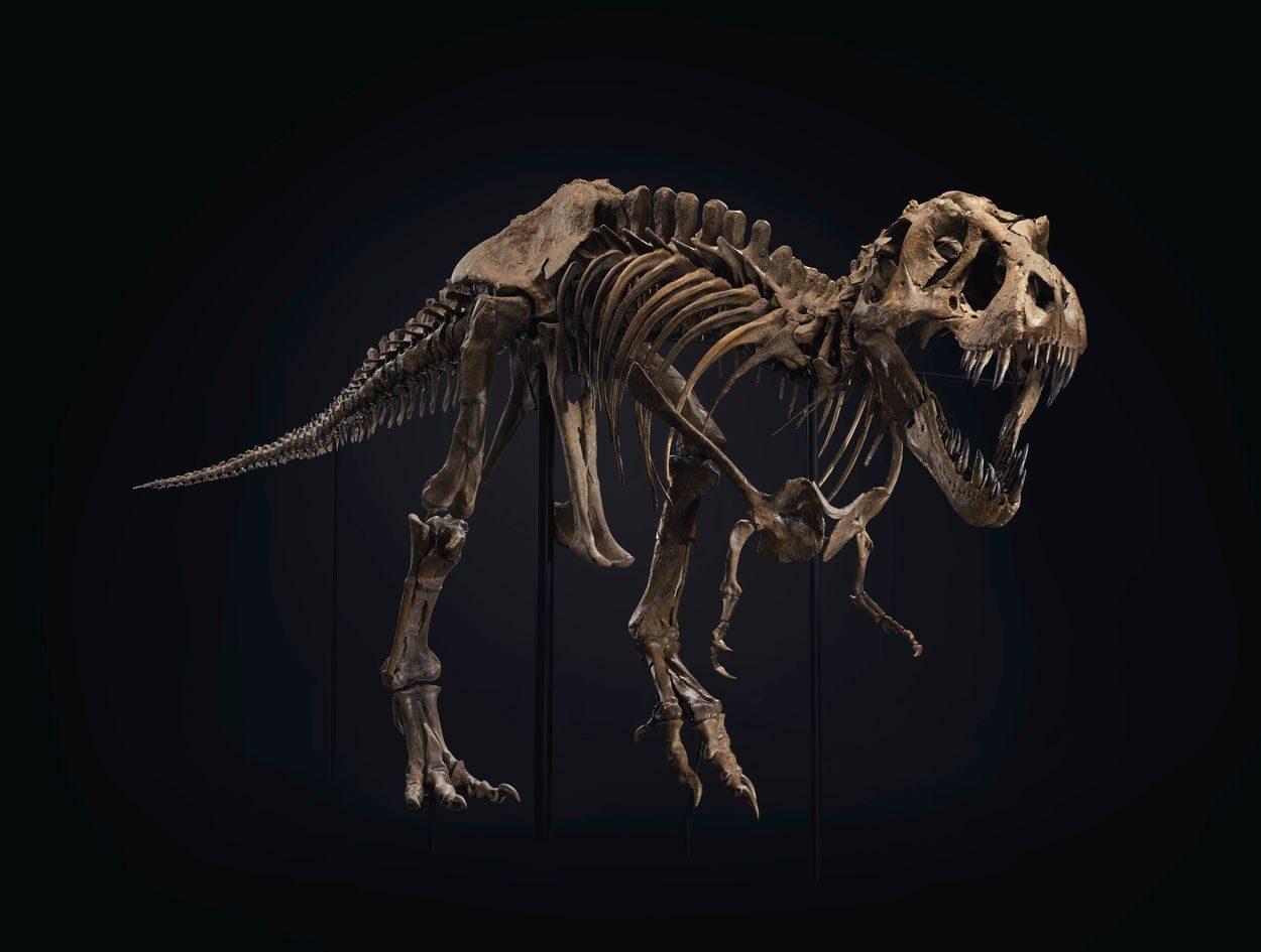 Fóssil de t-rex