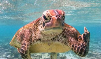 Foto de tartaruga mostrando gesto inusitado vence premiação