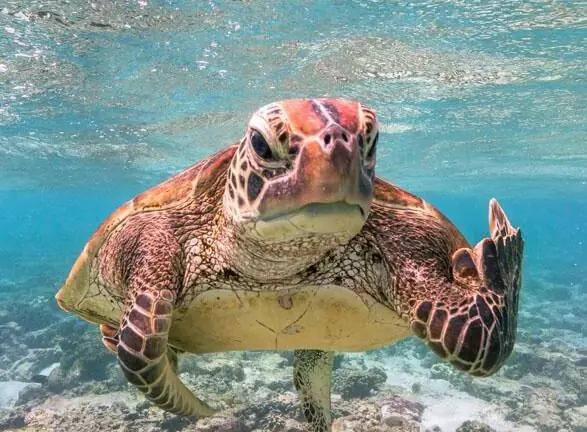 Foto de tartaruga mal-humorada, mostrando ‘dedo do meio’, vence premiação