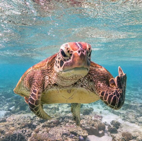 Foto de tartaruga mostrando gesto inusitado vence premiação