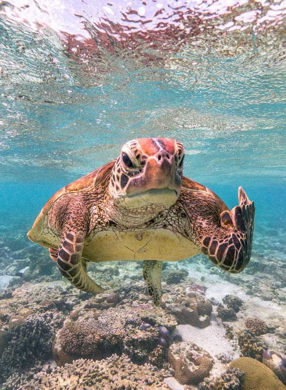 Foto de tartaruga mostrando gesto inusitado vence premiação