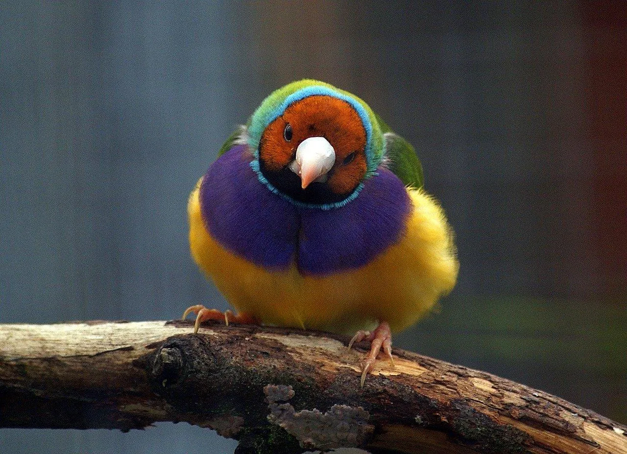 Pássaros usam a visão para identificar parceiros Pássaros usam muito a comunicação visual