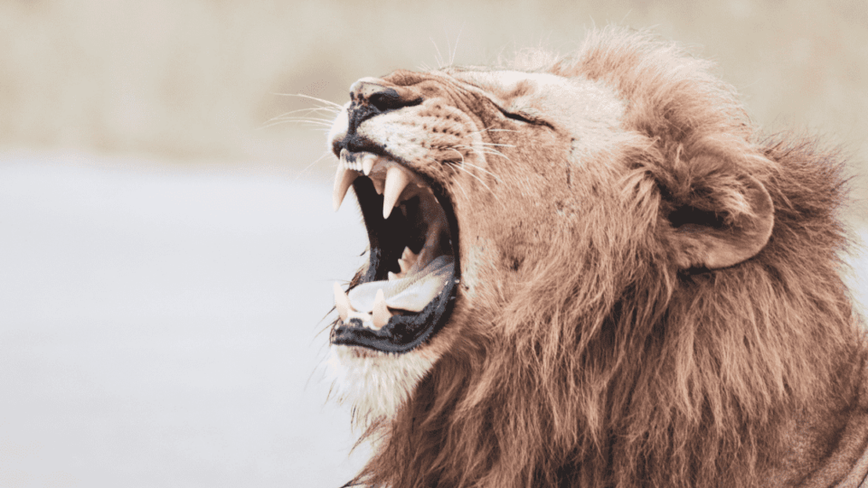 isenção de imposto de renda