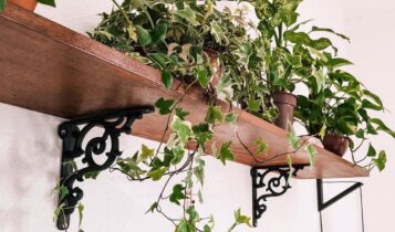 Planta jiboia em cima de uma prateleira