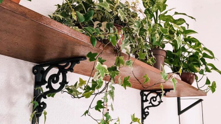 Plantas em apartamento: veja 13 opções e dicas para cultivar