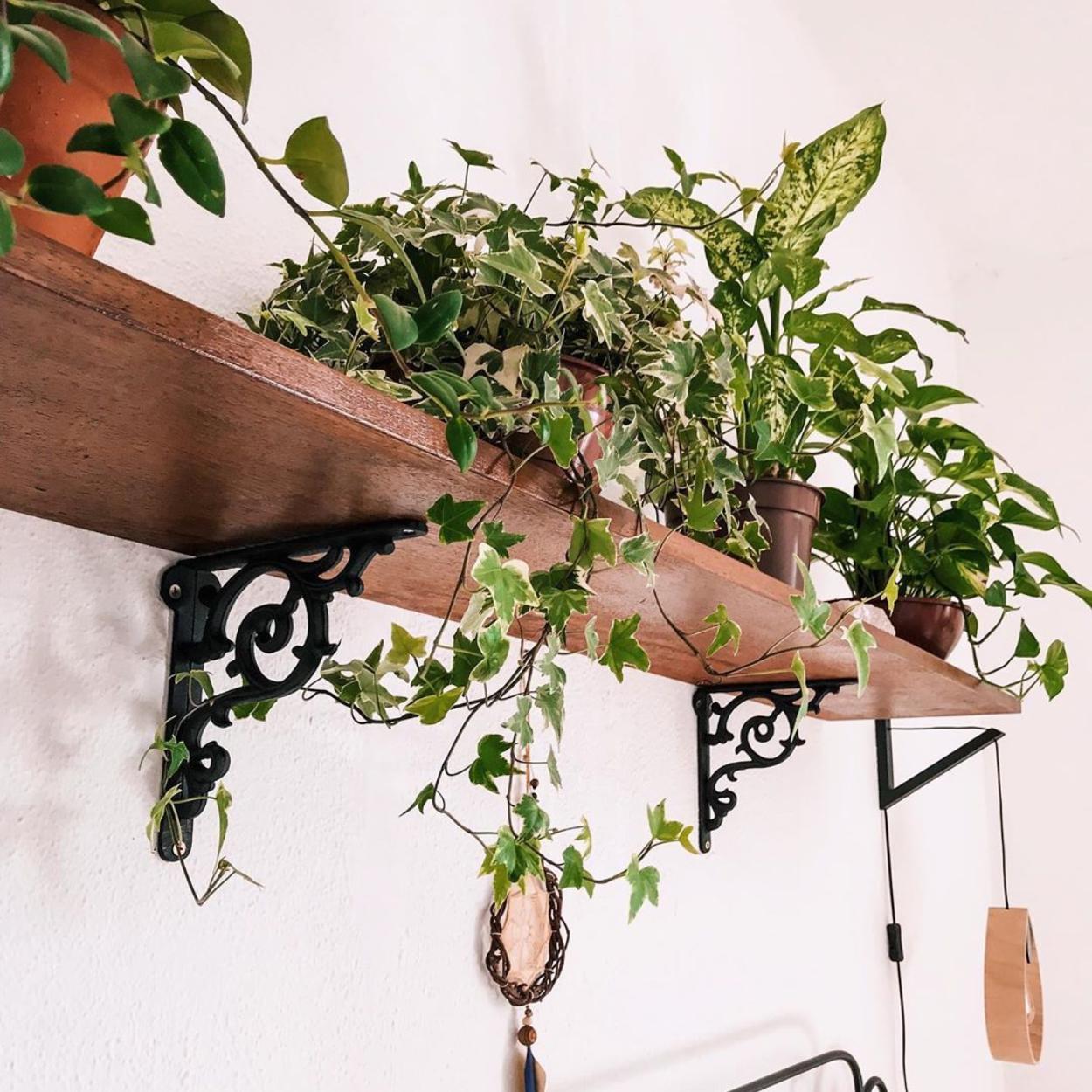 Planta jiboia em cima de uma prateleira