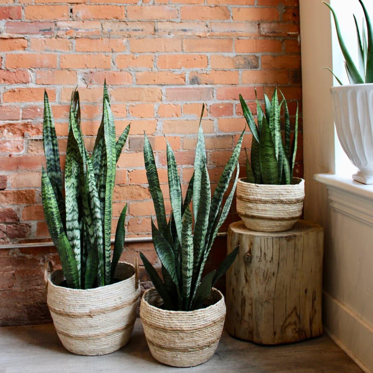 plantas em apartamento - lança de são jorge