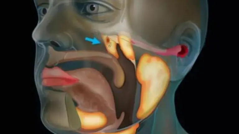 Cientistas descobrem acidentalmente um novo órgão na cabeça humana