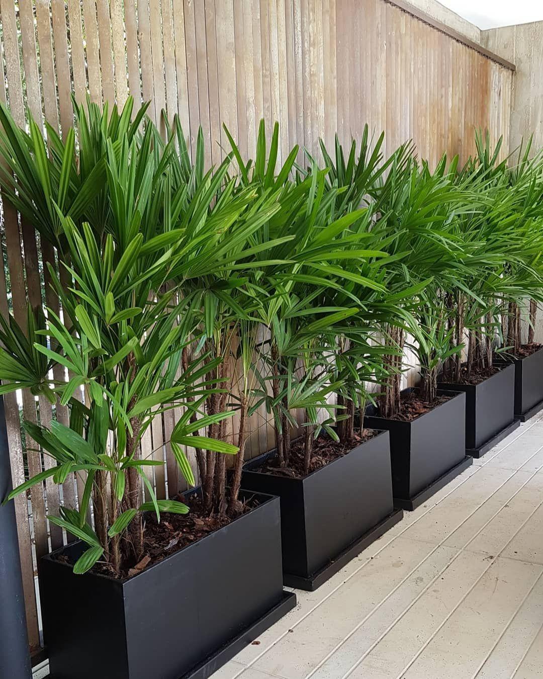 Plantas em apartamento - ráfia