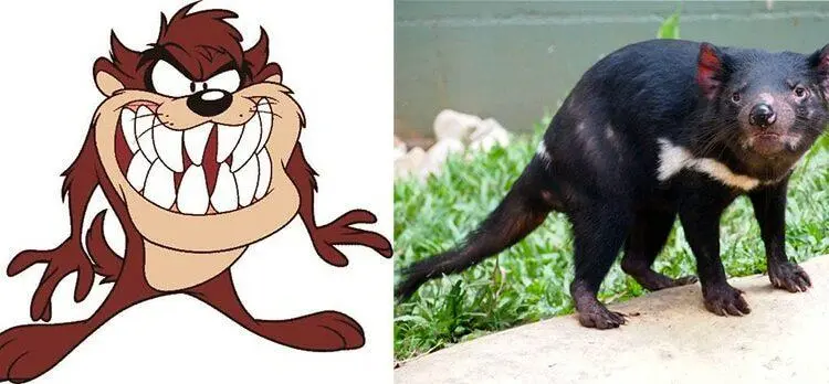 Comparativo entre o Taz de Looney Tunes e o diabo-da-Tasmânia. Foto: reprodução