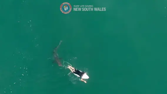 Vídeo impressionante: tubarão nada bem ao lado de surfista na Austrália