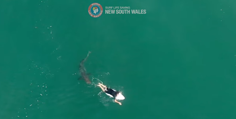 Vídeo impressionante: tubarão nada bem ao lado de surfista na Austrália