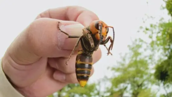 Primeiro ninho de ‘vespas assassinas’ é encontrado nos EUA