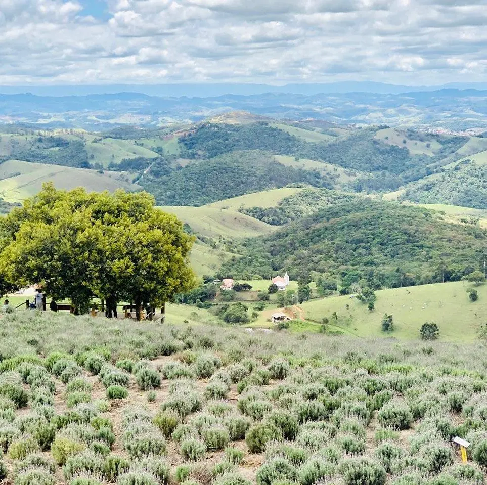 Imagem mostra lavandário em Cunha