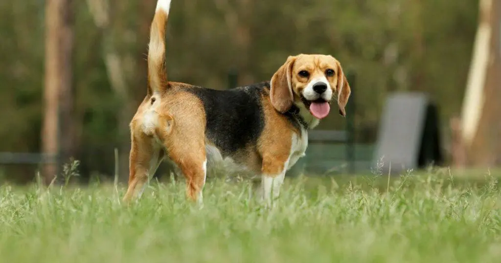 Sinais dos cachorros 