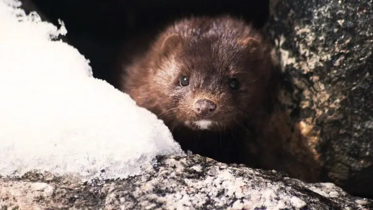 Dinamarca planeja sacrificar 15 milhões de animais para evitar o covid-19