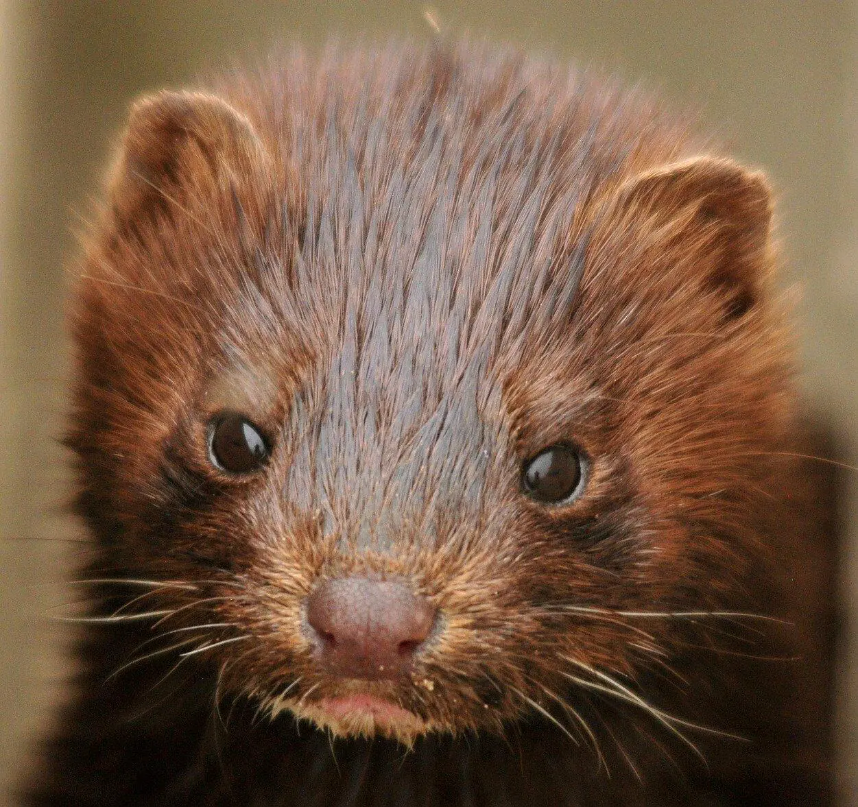 Dinamarca planeja sacrificar