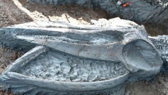 Esqueleto de baleia raro é descoberto na Tailândia
