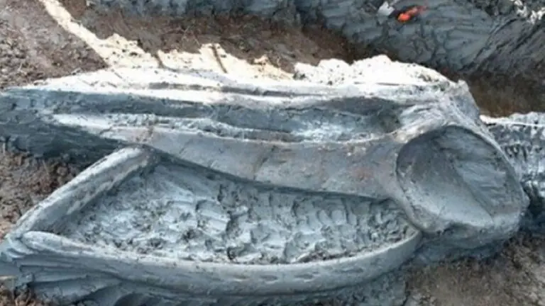 Esqueleto de baleia raro é descoberto na Tailândia