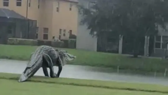 VÍDEO: Jurassic Park? Jacaré gigante é flagrado na Flórida; assista