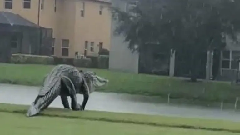 VÍDEO: Jurassic Park? Jacaré gigante é flagrado na Flórida; assista