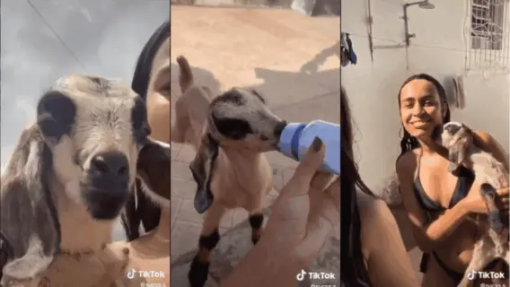 Conhece o bode Bento? Jovem compra filhote por impulso e vídeo viraliza