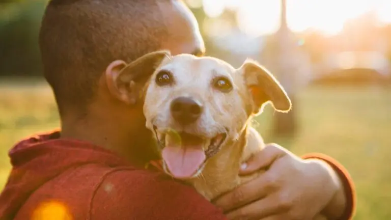 Sinais dos cachorros: 9 formas para entender o que seu pet quer dizer