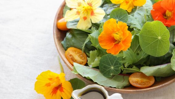 Capuchinha é uma flor linda, comestível e cheia de benefícios 