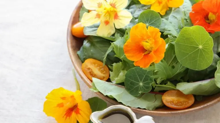 Capuchinha é uma flor linda, comestível e cheia de benefícios 