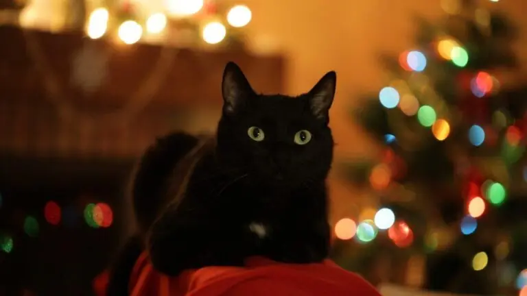 Sexta-Feira 13: Aprenda rituais e magias de proteção