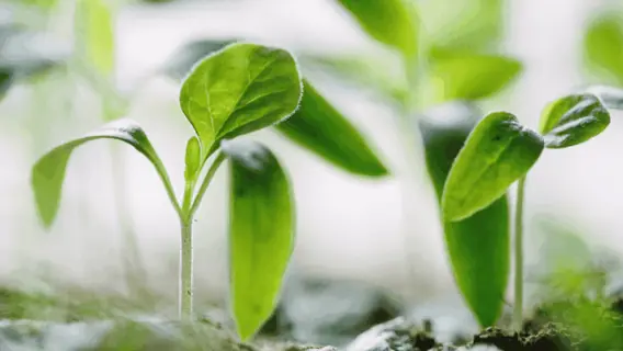 Empreendedorismo verde: o que é e como aplicar nos negócios