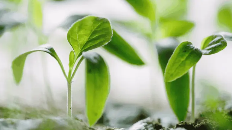 Empreendedorismo verde: o que é e como aplicar nos negócios