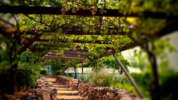 Roteiro do Vinho de São Roque: guia para curtir pertinho de São Paulo