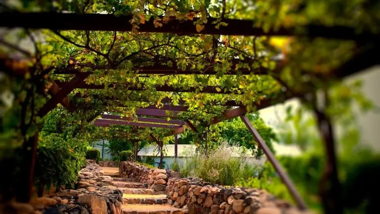 Roteiro do Vinho de São Roque: guia para curtir pertinho de São Paulo