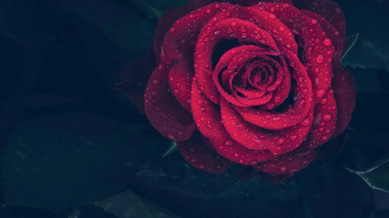 Banho de Rosas