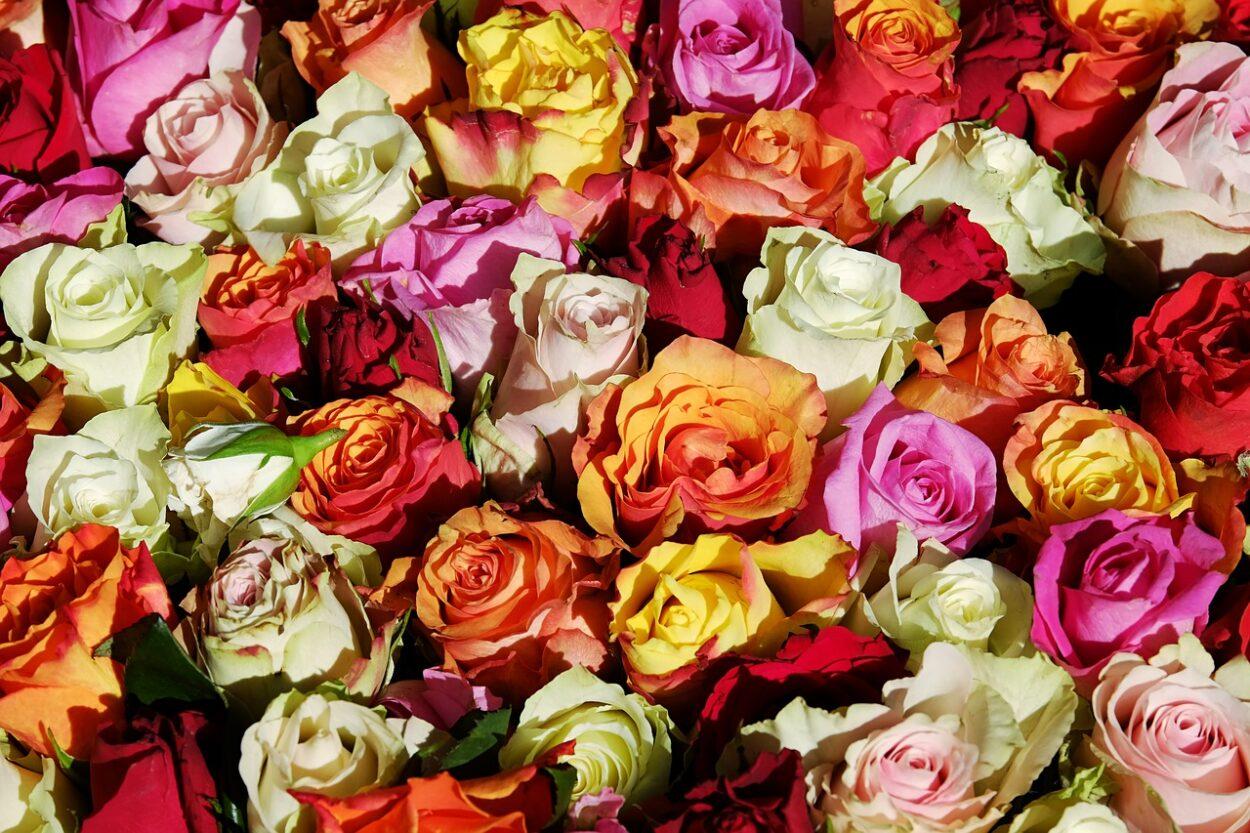 Banho de Rosas