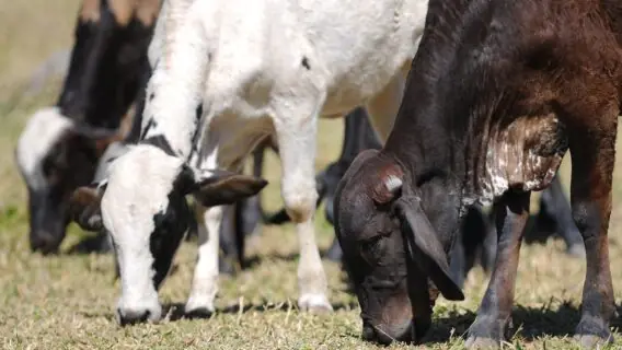 Câmara aprova projeto de fundo de investimento do setor agropecuário