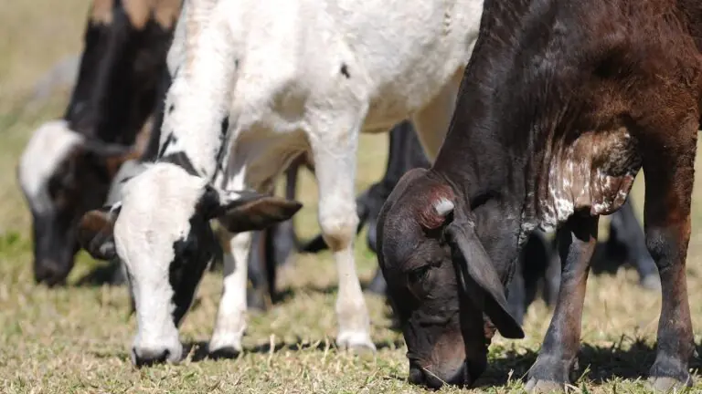 Câmara aprova projeto de fundo de investimento do setor agropecuário