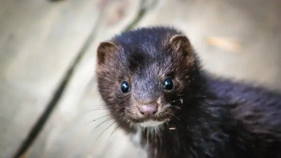 Dinamarca vai desenterrar 4 milhões de visons abatidos devido a covid-19