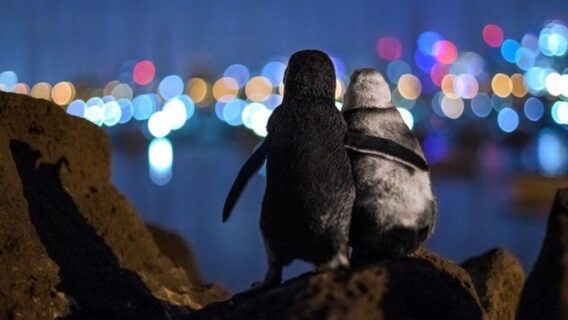 Foto de dois pinguins viúvos se abraçando ganha importante prêmio de fotografia