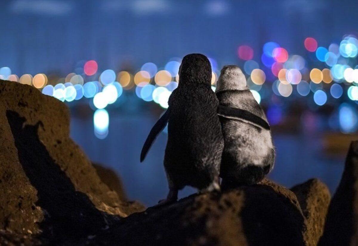 Foto de dois pinguins viúvos 