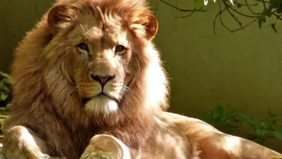 Quatro leões testam positivo para covid-19 em zoológico na Espanha