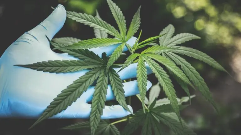 ONU remove maconha da categoria de drogas mais perigosas