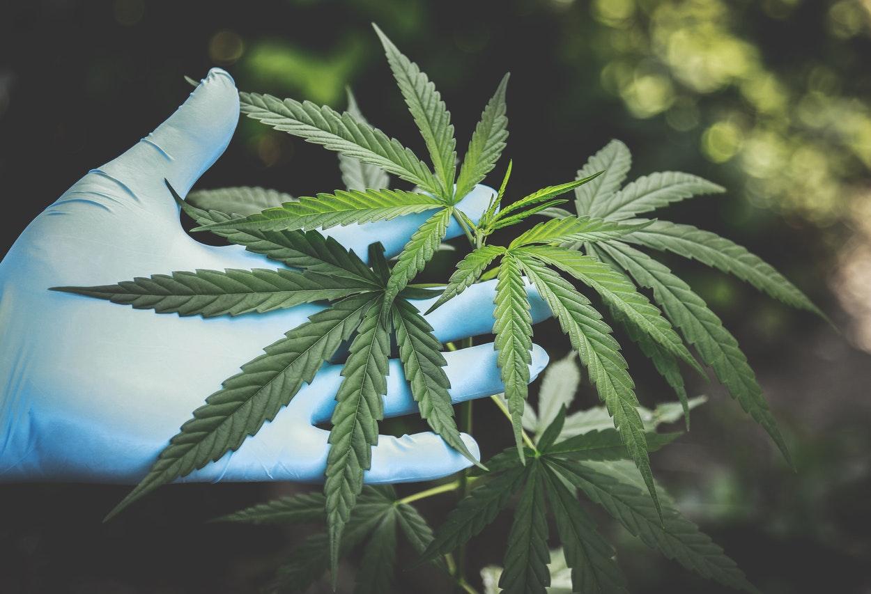 ONU remove maconha