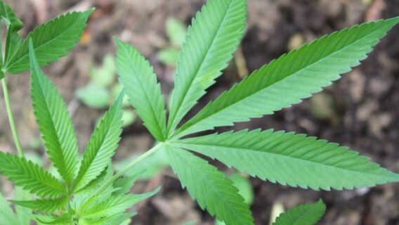 Turismo e maconha: veja lugares em que a planta é legalizada