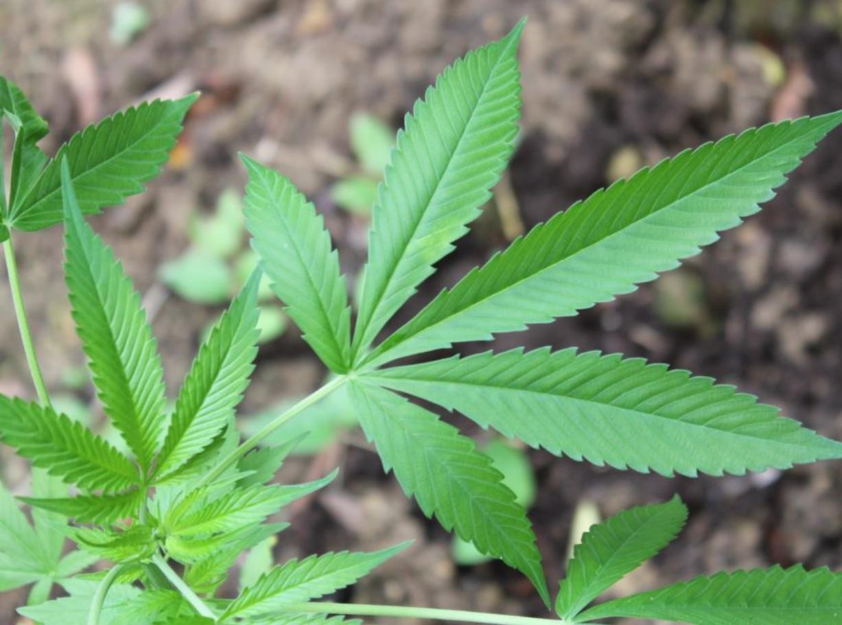 folha de maconha